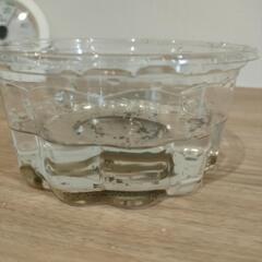 天然物　どじょう　の画像