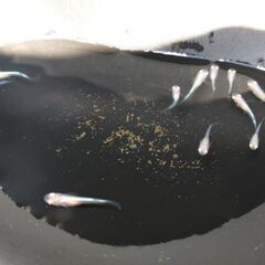 ◆値下げ◆メダカ（王妃 ②）《2023年生：稚魚-幼魚》１０匹
