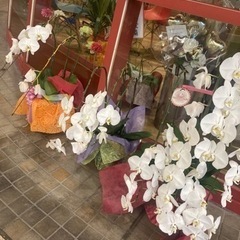咲き終わった胡蝶蘭譲ります