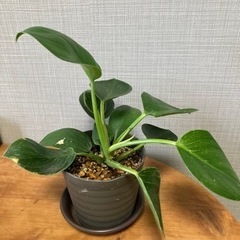 値下げ　フィロデンドロンバーキン
