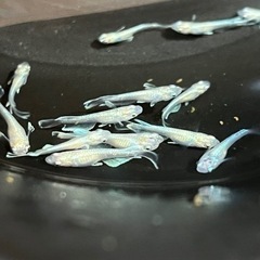 メダカ　ルアキン　取引中