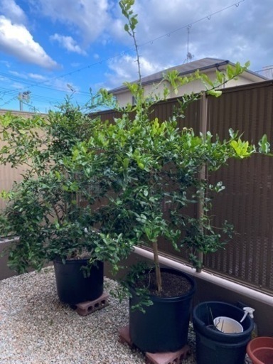 コブミカンの木