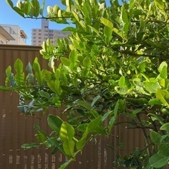 コブミカンの木の画像