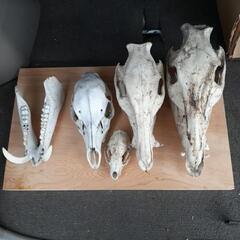 イノシシ🐗鹿🦌最終値下げ‼️