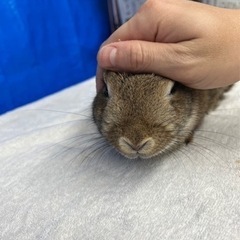 ネザーランドドワーフ♀11ヶ月 里親様募集