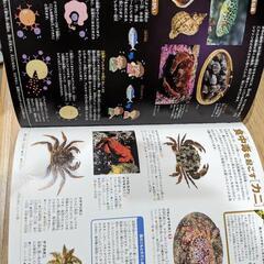 危険生物の画像
