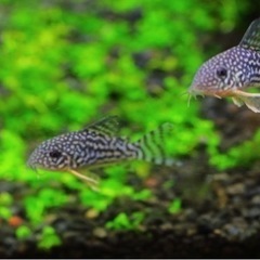 熱帯魚恵庭コリドラス　ステルバイ　1匹500の画像