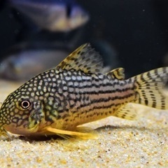 熱帯魚恵庭コリドラス　ステルバイ　1匹500