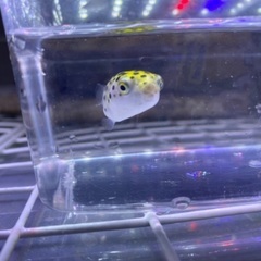 淡水フグちゃん！