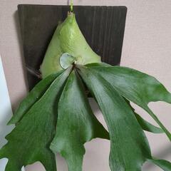 観葉植物友達！