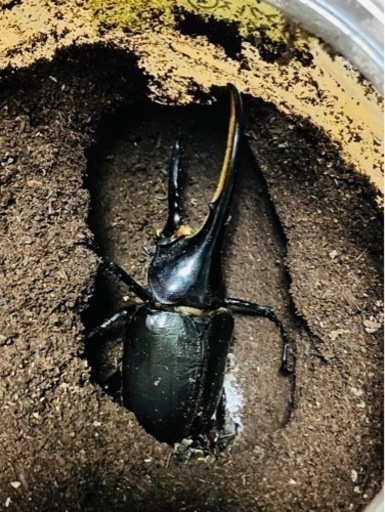 ヘラクレスオオカブト　♂112mm ♀65mm