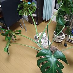 観葉植物　モンステラ