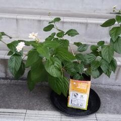 無料　ランタナ　3号9cm 黒ポット