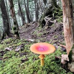 きのこ狩り　行きませんか？lets go Mushroom hu...