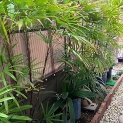 シュロチク　鉢植え4鉢の画像