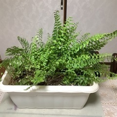 🌿ボストンタマシダ(観葉植物)3小株