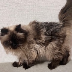 ヒマラヤン10歳男の子