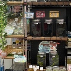 【城めだか】🐟.*｡本日のラインナップ🐟🐟🐟