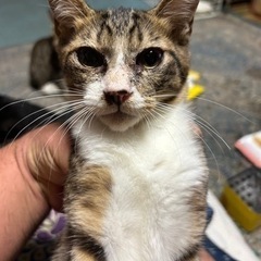 里親募集