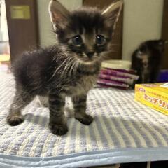 子猫の里親募集  