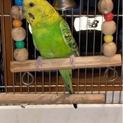 セキセイインコ（女の子）