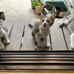 生後3ヶ月　野良猫