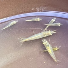 ✨ミナミヌマエビ　30匹
