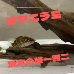 オヤニラミ 飼育用 幼魚
