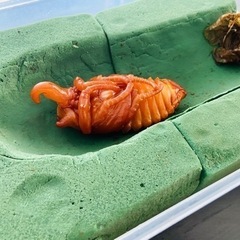 エレファスゾウカブト　蛹　オス