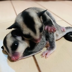 モモンガ赤ちゃん