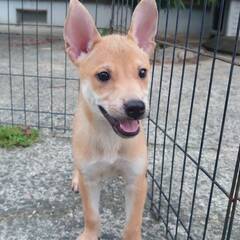 ミルクから育てた子犬①