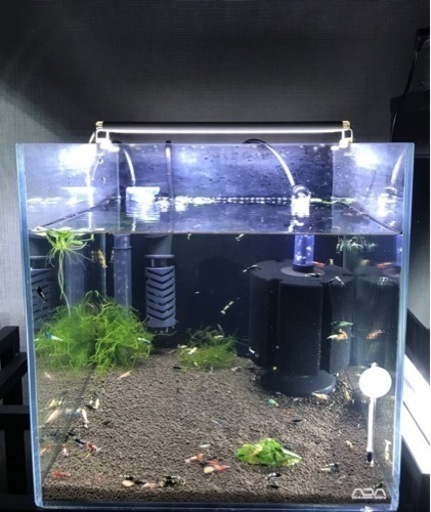 《取引成立》レッド ビーシュリンプ ★ ブラック タイガー ボア ／ フィッシュボーン ／ タ－コイズ etc ／ 抱卵 ・ 稚エビ ／ ガラス水槽キュ－ブ 30 立ち上げ済み・ 飼育セット／ シュリンプ 約50匹以上