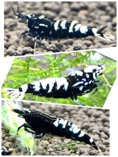 《取引成立》レッド ビーシュリンプ ★ ブラック タイガー ボア ／ フィッシュボーン ／ タ－コイズ etc ／ 抱卵 ・ 稚エビ ／ ガラス水槽キュ－ブ 30 立ち上げ済み・ 飼育セット／ シュリンプ 約50匹以上