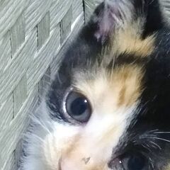可愛い子ネコ達です！！ - 福山市