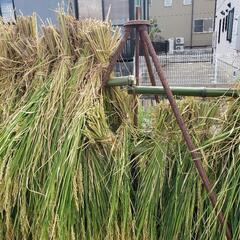 農業用　稲等自然乾燥用４連式　はざ　三脚の画像
