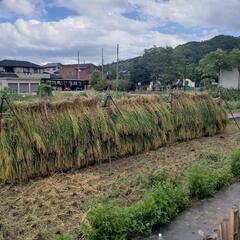 農業用　稲等自然乾燥用４連式　はざ　三脚の画像