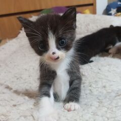 子猫ちゃん