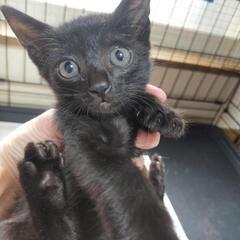まだ瞳がキトンブルーの子猫さん600ｇ位です。