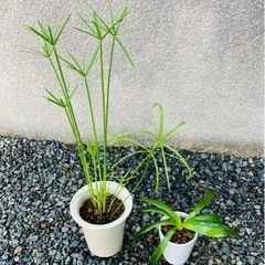シュロガヤツリとナガバオモダカ水中葉【2鉢セット】メダカ 冬眠用 水草
