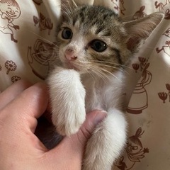 〖福島.栃木.茨木.宮城限定〗保護猫の里親募集しています〖オス猫〗