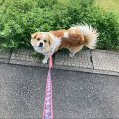 犬好きな方お願いします
