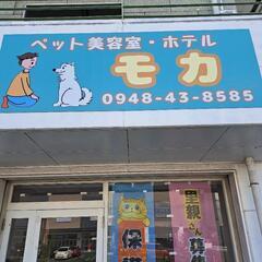 保護猫譲渡会　子猫集結