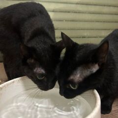 ※一時停止　目がクリっとした黒猫二匹