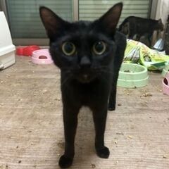 ※一時停止　目がクリっとした黒猫二匹 - 古河市