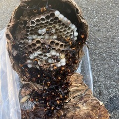 ハチ駆除致します🐝