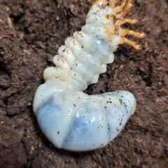 インターメディアツヤクワガタ幼虫５匹セット