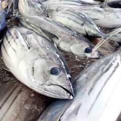 知られざる全国各地のおいしい魚を届ける水産バイヤー募集！の画像