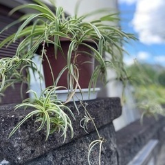 オリズルランの画像