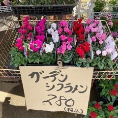 ガ一テン　シクラメン　入荷です