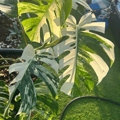 希少　班入りモンステラ　大苗の画像